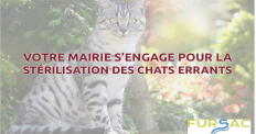 Campagne de stérilisation
